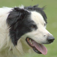Astra Zac, Split faced black and white border collie